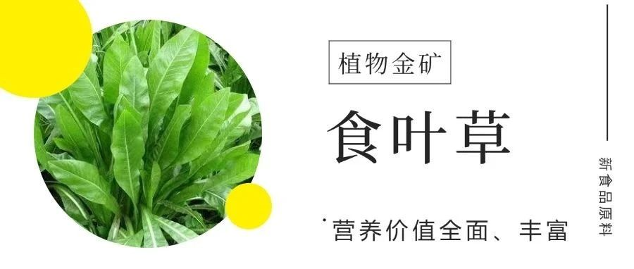 听说过食叶草么？它不仅有降血糖的功效，还有...