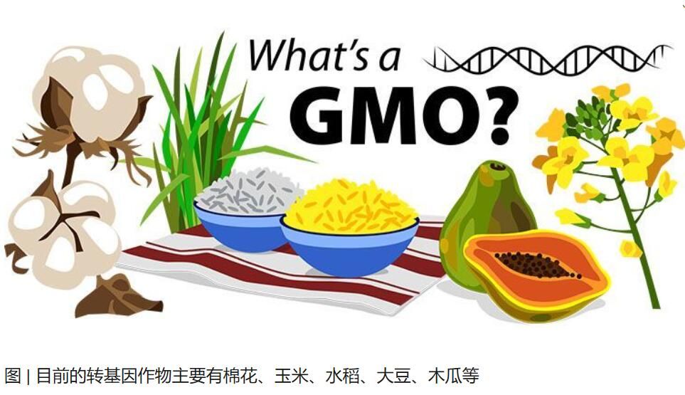 转基因食品：到底是天使还是妖怪？